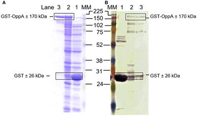<mark class="highlighted">DNA Vaccines</mark> Against Mycoplasma Elicit Humoral Immune Responses in Ostriches